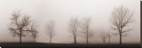Misty Meadow
