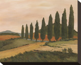 Shady Tuscan Road