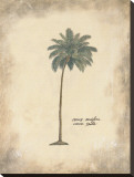 Cocoa Palm