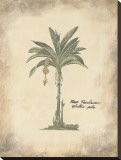 Plantain Palm