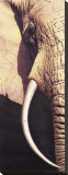 Tusk
