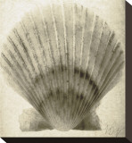 Scallop Shell