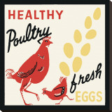 Healthy Poultry-Fresh Eggs