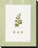 Buy Starfish Botanical II at AllPosters.com