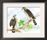 Sharp Skinned Hawk with Broad Wing Hawk