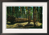 The Auto Log in Giant Forest, Redwoods - Redwoods, CA