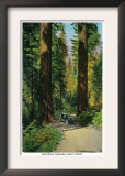 Motoring Through Giant Forest, Redwoods - Redwoods, CA