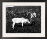 Alaskan Eskimo and Captured Reindeer Photograph