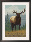 Rocky Mountain National Park, Colorado, Elk Scene