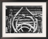 Ancient bones of Mastodons Photograph - Alaska