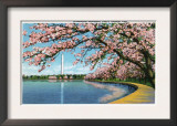 Washington DC, View of the Washington Monument with Blossoming Cherry Trees