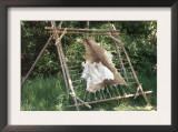 Deer Hide Stretched on Sapling Frame to Be Scraped and Tanned, Heritage Hill, Green Bay, Wisconsin