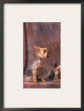 Studio Portraits of Two Yorkshire Terriers, One Lying Down and the Other Sitting up and Looking Up