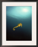 Yellow Seahorse Against Sunlight, Mediterranean Sea
