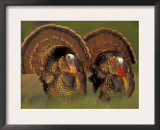 Wild Turkey Males Displaying, Texas, USA