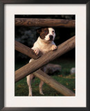 Staffordshire Bull Terrier Looking Through Fence