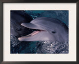 Bottlenose Dolphin (Tursiops Truncatus) Red Sea, Egypt