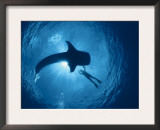 Whale Shark and Person Swimming in Silhouette, Indo Pacific