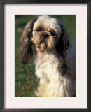 Shih Tzu with Facial Hair Cut Short