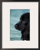 Black Newfoundland Standing in Water
