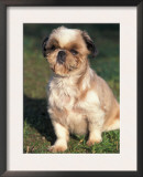 Shih Tzu Puppy Sitting on Grass