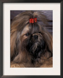 Shih Tzu Portrait with Hair Tied Up