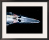 Spookfish, Deepsea Species Occurring in the Twilight Zone, off Cape Verde Iles, Atlantic