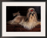Shih Tzu Portrait with Hair Tied Up, Lying on Drawers