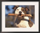 Staffordshire Bull Terrier Carrying Stick in Its Mouth