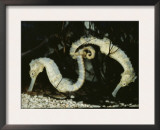 Yellow Seahorses (Hippocampus Guttulatus) Mediterranean