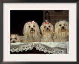 Four Maltese Dogs Sitting Together with One Lying Down