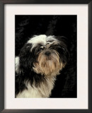 Shih Tzu with Hair Cut Short