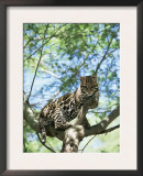 Ocelot in Tree