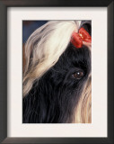 Shih Tzu Profile with Hair Tied Up