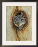 Arizona Grey Squirrel, Ilooking out of Hole in Sycamore Tree, Arizona, USA