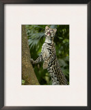Ocelot (Felis / Leopardus Pardalis) Amazon Rainforest, Ecuador