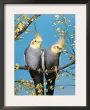 Two Cockatiels, Males (Nymphicus Hollandicus) Australia