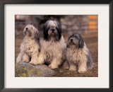 Polish Lowland Sheepdog Family Group
