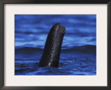African Elephant Trunk Used as Snorkel While Swimming, Chobe National Park, Botswana