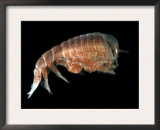 Hyperiid Amphipod from Korsfjorden, Norway, Caught at Around 350M, Deep Sea Atlantic Ocean