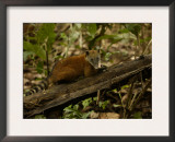 Buy Southern Coati, Amazonia, Ecuador at AllPosters.com