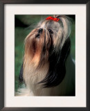 Shih Tzu Looking Up