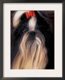 Shih Tzu Portrait with Hair Tied Up