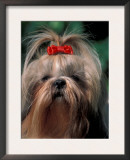 Shih Tzu with Hair Tied Up