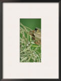 Mexican Treefrog, on Spanish Moss, Texas, USA