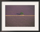 Aerial View of Tree in Lavender Field, Baronnies, Provence, France