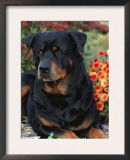 Rottweiler Dog Portrait, Illinois, USA