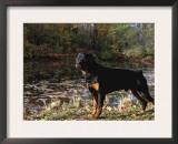 Rottweiler Dog, Illinois, USA