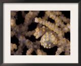 Pygmy Seahorse Camouflaged in Fan Coral, Indo-Pacific