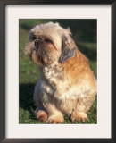Shih Tzu Puppy Sitting on Grass